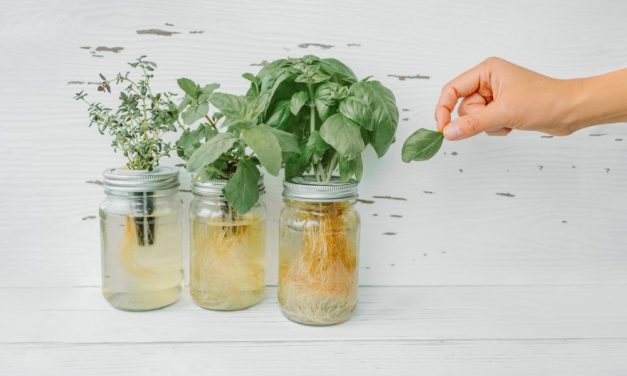 Growing Your Own Herbs at Home